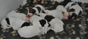 12 days old